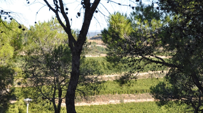 Valencia - Chiva - 1563m2