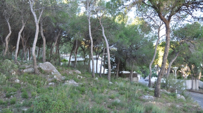 Valencia - Chiva - 1563m2