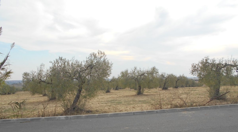 Sevilla - Salteras - 18170m2