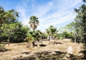 Chalet independiente con terreno en venta en Oliva ref: TR185755 foto