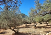 Rural estate for sale in l'Ampolla ref: TR190645 photo