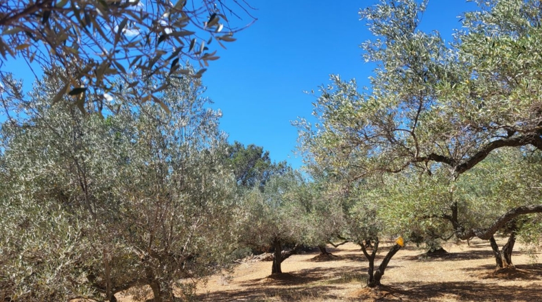 Tarragona - l'Ampolla - 45000m2