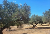Rural estate for sale in l'Ampolla ref: TR190645 photo