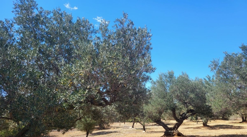 Tarragona - l'Ampolla - 45000m2