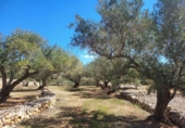 Rural estate for sale in l'Ampolla ref: TR190645 photo