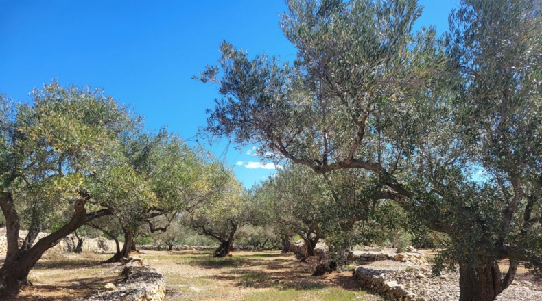 Tarragona - l'Ampolla - 45000m2