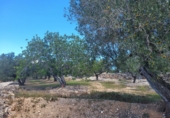 Rural estate for sale in l'Ampolla ref: TR190645 photo