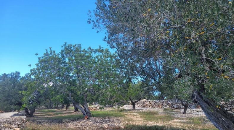 Tarragona - l'Ampolla - 45000m2