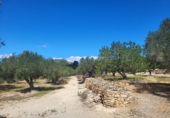 Rural estate for sale in l'Ampolla ref: TR190645 photo