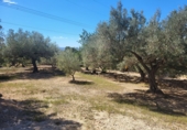 Rural estate for sale in l'Ampolla ref: TR190645 photo