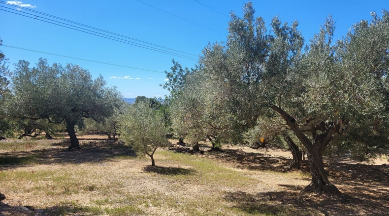 Tarragona - l'Ampolla - 45000m2