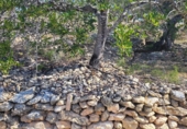 Rural estate for sale in l'Ampolla ref: TR190645 photo