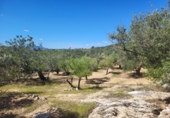 Rural estate for sale in l'Ampolla ref: TR190645 photo