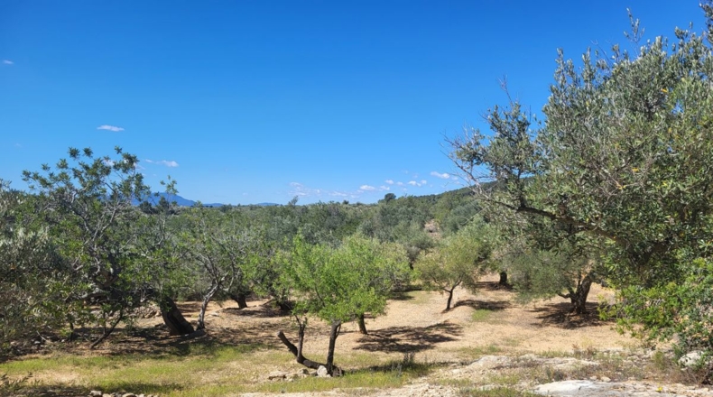 Tarragona - l'Ampolla - 45000m2