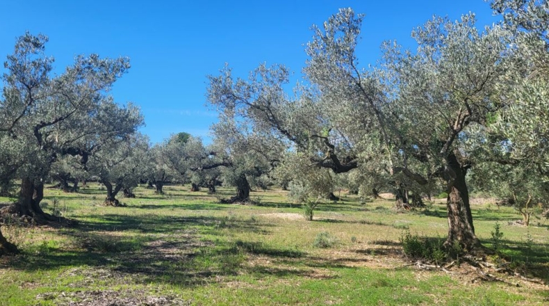 Tarragona - Raval de Crist - 21888m2