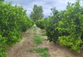 Finca rústica en venta en Tortosa ref: TR183540 foto