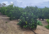 Finca rústica en venta en Tortosa ref: TR183540 foto