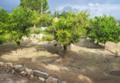 Finca rústica en venta en Tortosa ref: TR183540 foto
