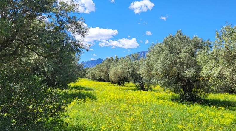 Tarragona - Tortosa - 37000m2