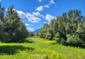Земельный участок на продажу в городе Tortosa. Фото