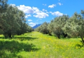 Земельный участок на продажу в городе Tortosa. Фото
