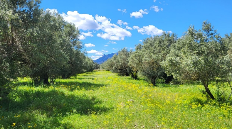 Tarragona - Tortosa - 37000m2