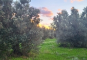 Finca rústica en venta en Roquetes ref: TR176590 foto
