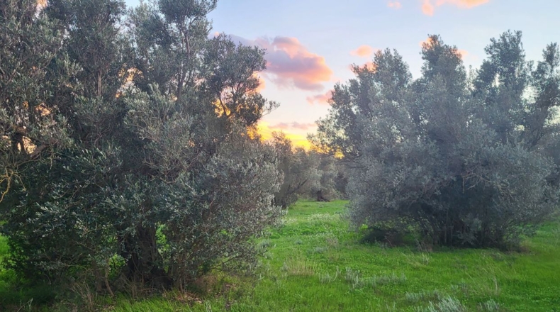 Tarragona - la Carretera dels Reguers - 26571m2
