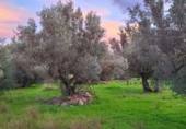 Finca rústica en venta en Roquetes ref: TR176590 foto