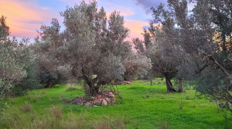 Tarragona - la Carretera dels Reguers - 26571m2