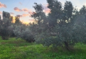 Finca rústica en venta en Roquetes ref: TR176590 foto