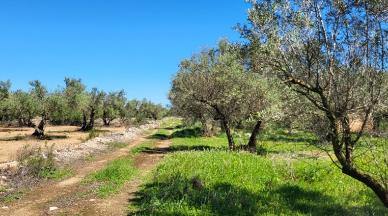 Tarragona - Roquetes - 11509m2