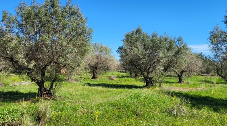 Tarragona - Roquetes - 11509m2