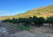 Rural estate for sale on España, Navalvillar de Pela, ref: TR185575 photo