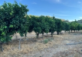 Rural estate for sale on España, Navalvillar de Pela, ref: TR185575 photo