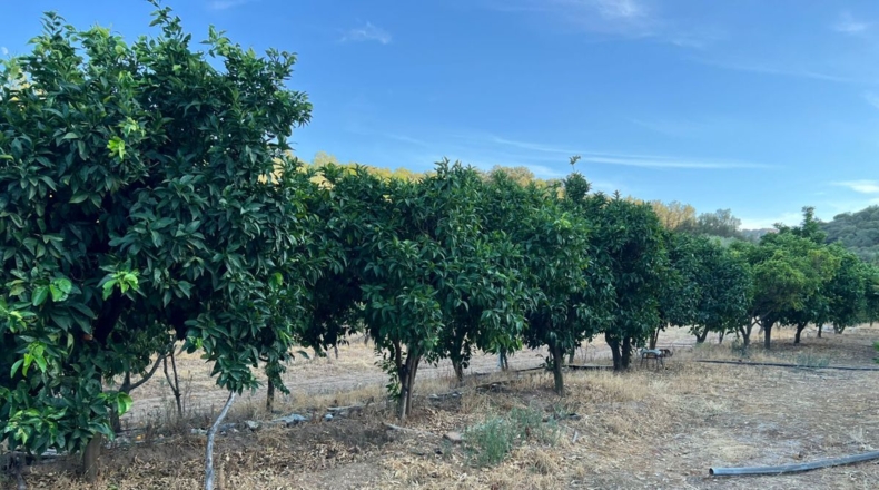 Badajoz - Navalvillar de Pela - 26000m2