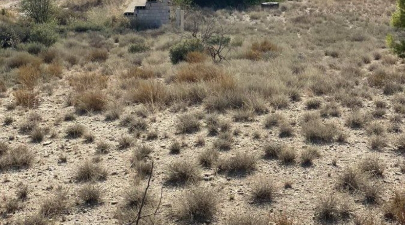 Murcia - Campos del Río - 40000m2