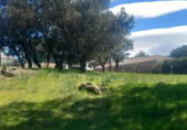 Land suitable for development for sale on Urbanización las Chaparritas. Villavieja del lozoya, Villavieja del Lozoya, ref: TR403267 photo