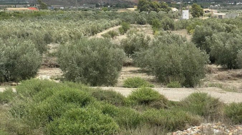 Almería - Huércal-Overa - 61182m2