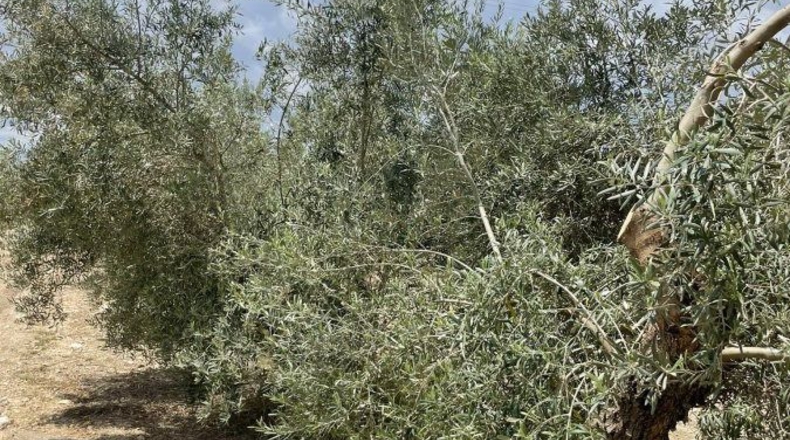 Almería - Huércal-Overa - 61182m2