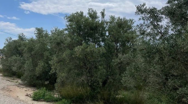 Almería - Huércal-Overa - 61182m2