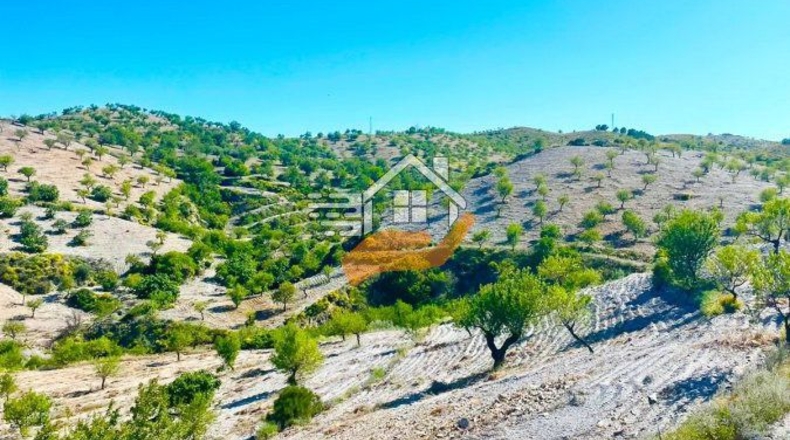 Murcia - Henares - 85000m2