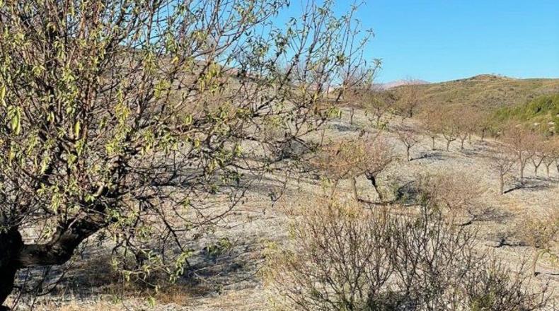 Murcia - Henares - 85000m2