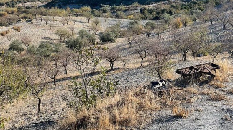 Murcia - Henares - 85000m2