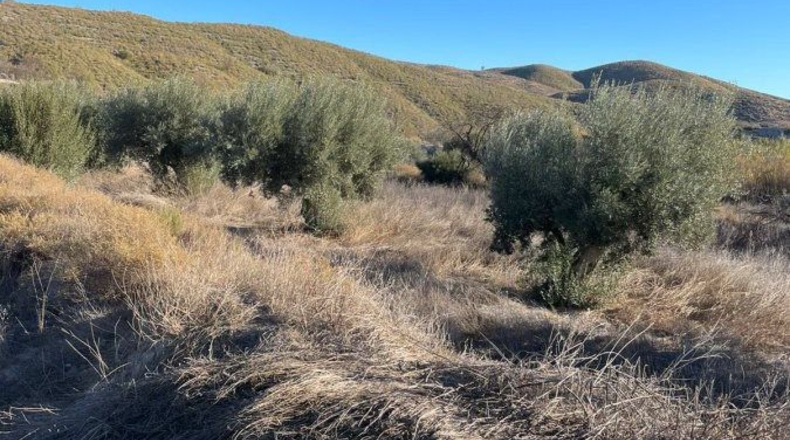 Murcia - Henares - 85000m2