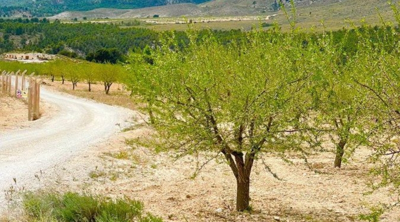 Murcia - Lorca - 200000m2