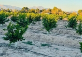 Non-developable land for sale in Molina de Segura ref: TR109549 photo