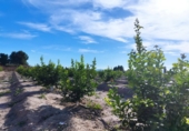 Non-developable land for sale in Molina de Segura ref: TR109549 photo
