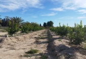 Non-developable land for sale in Molina de Segura ref: TR109549 photo