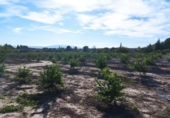 Land suitable for development for sale in Molina de Segura ref: TR109551 photo